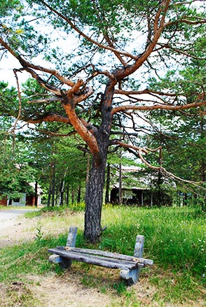Klupa i drvo na Divčibarama